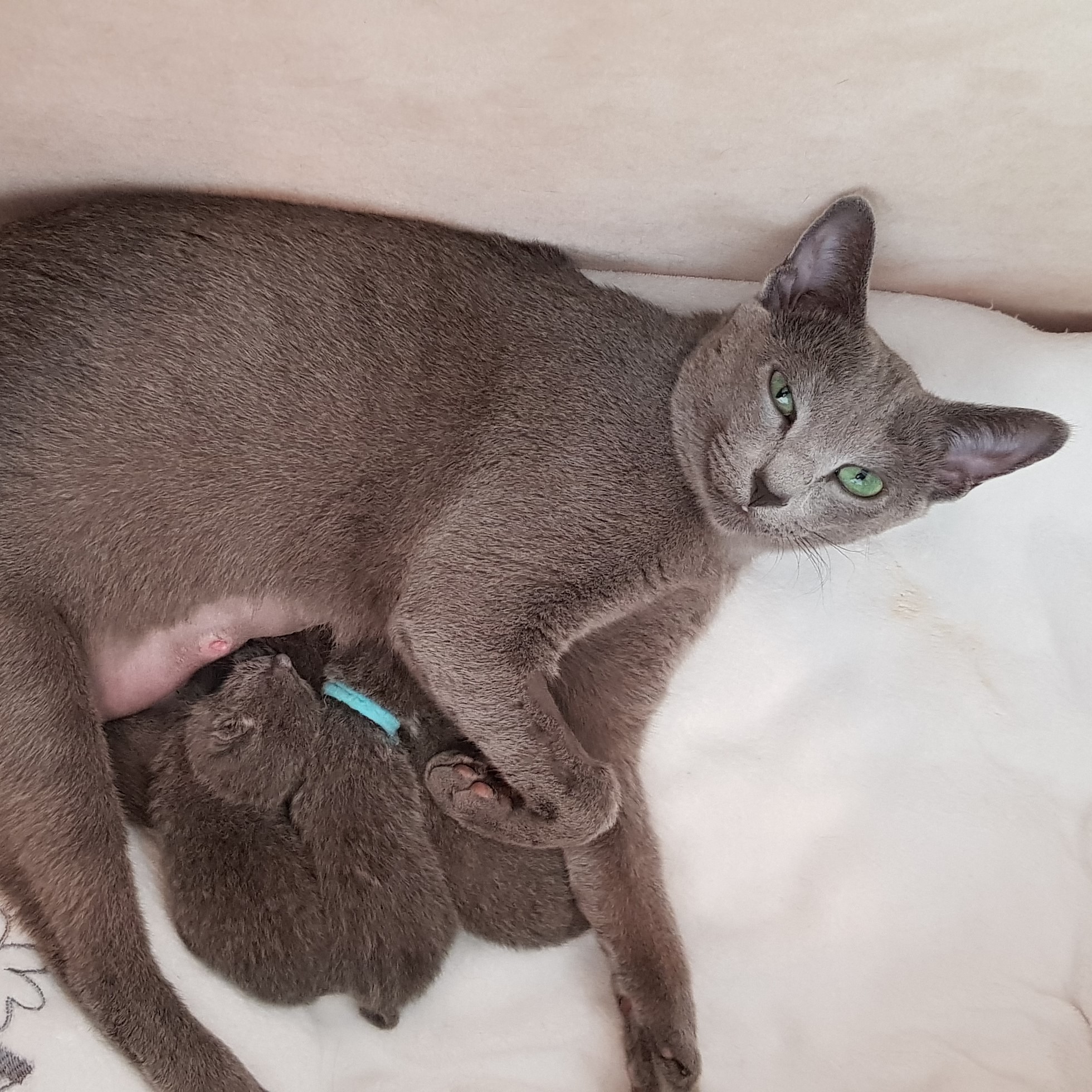 Sapphira mit den drei Kitten