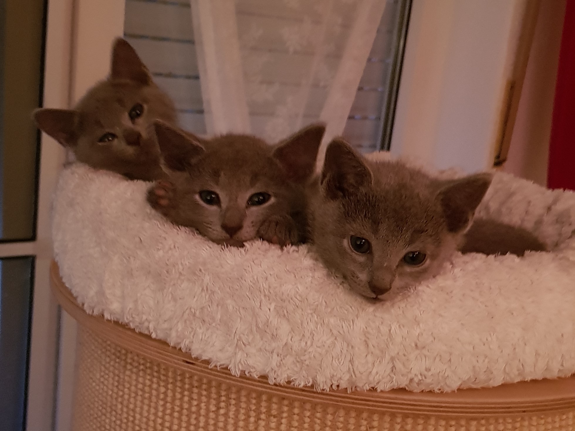 Die drei Kitten