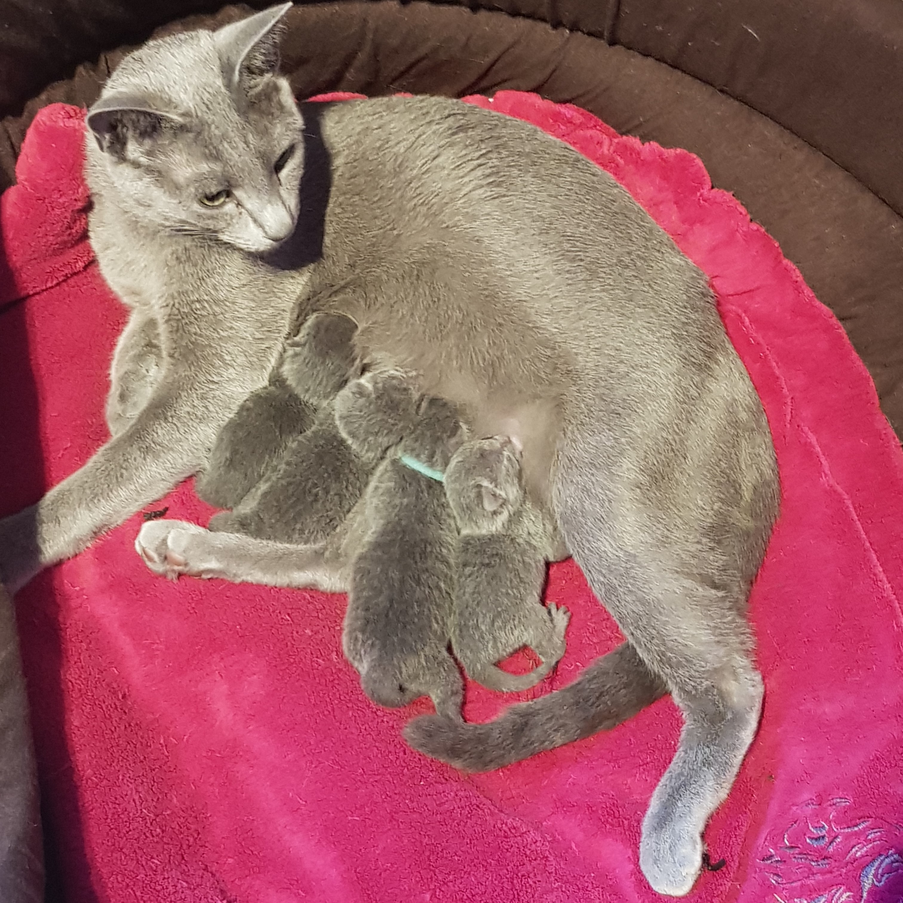 Amely mit den vier Kitten